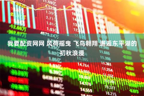 我要配资网网 风荷摇曳 飞鸟翱翔 邂逅东平湖的初秋浪漫